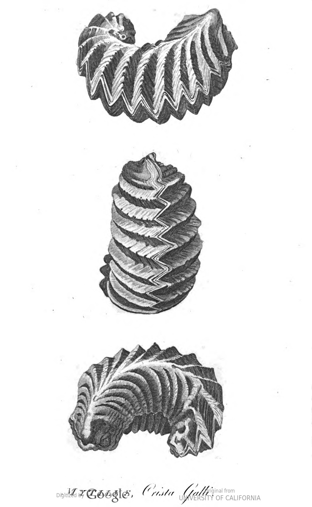 mytilus engraving from the 1822 London edition of The Natural History and Antiquities of Selborne, in the County of Southampton
